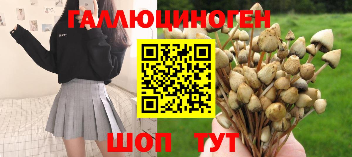 Галлюциногенные грибы Psilocybine cubensis Горно-Алтайск